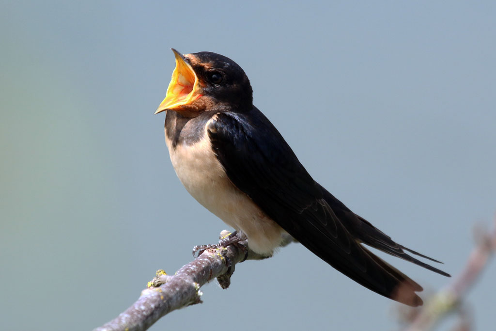 Hirundo rustica
