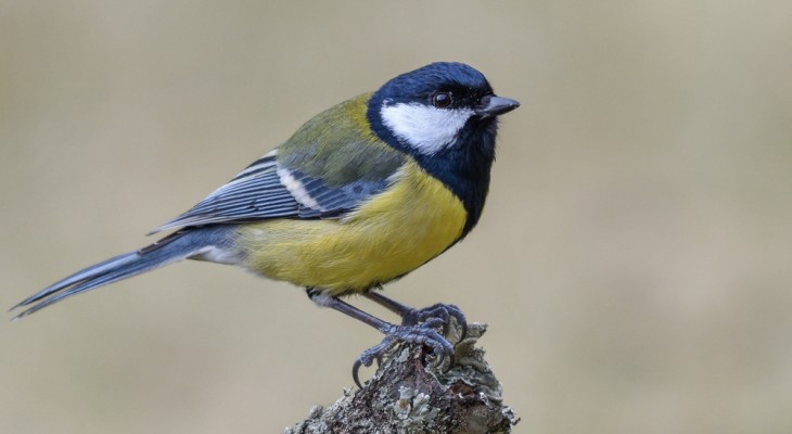 Parus major