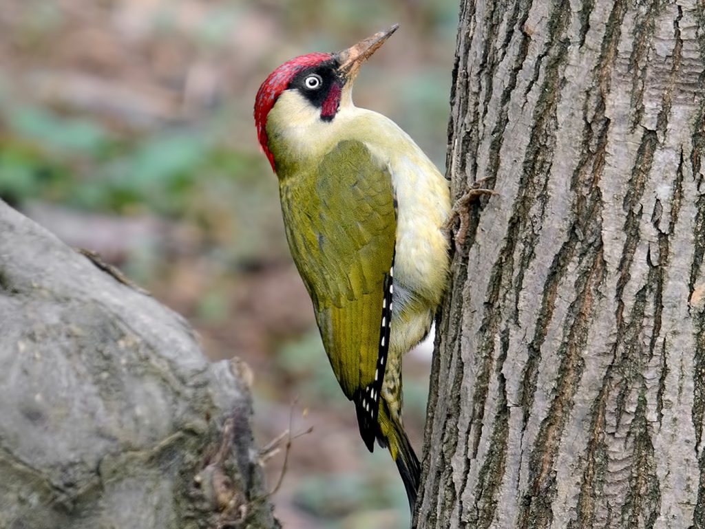 Picus viridis