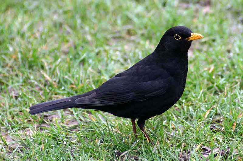 Turdus merula