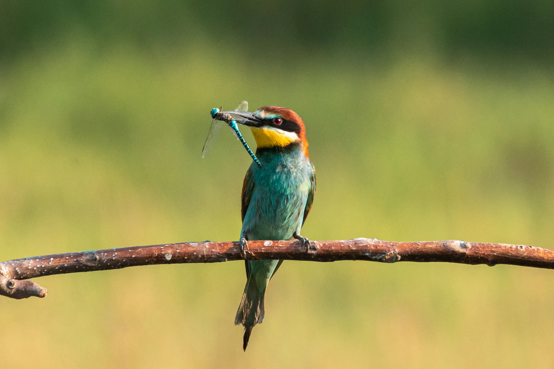 Merops apiaster