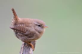 Troglodytes troglodytes