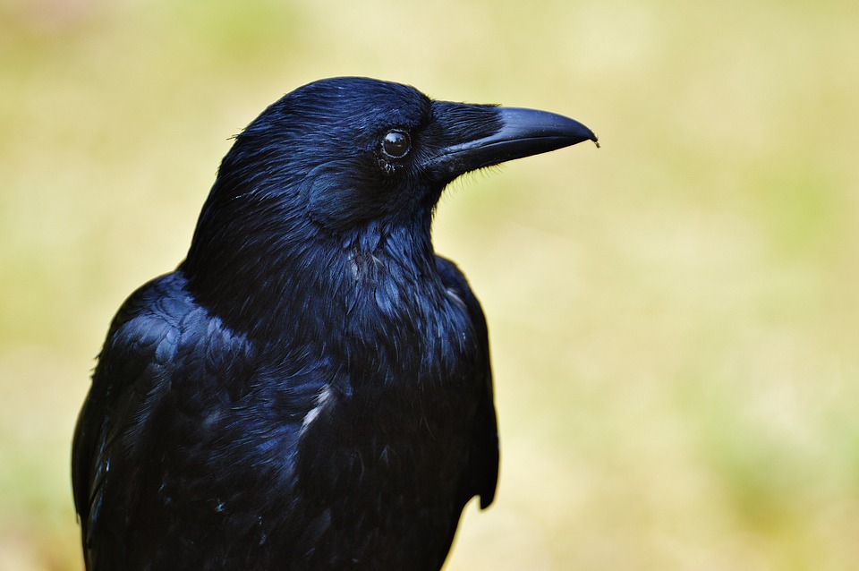 Corvus frugilegus