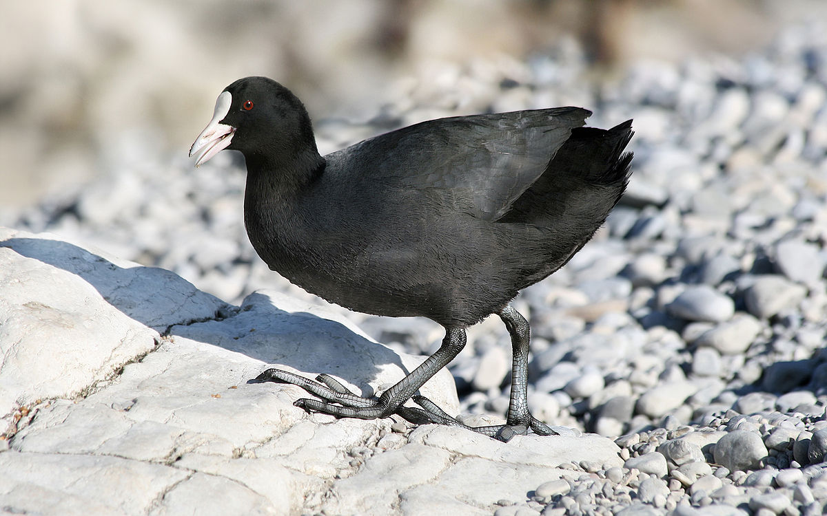 Fulica atra