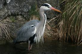 Ardea cinerea
